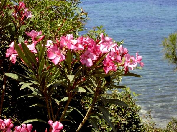 Bucht von Panormitis: Oleander-B�sche