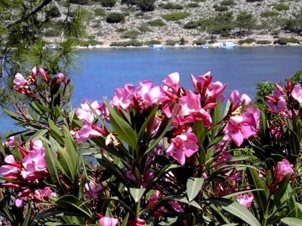 Bucht von Panormitis: Oleander-B�sche