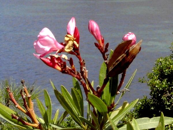Bucht von Panormitis: Oleander-B�sche