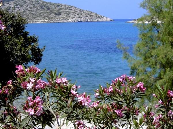 Oleander-B�sche, im Hintergrund die Einfahrt zur Bucht von Panormitis