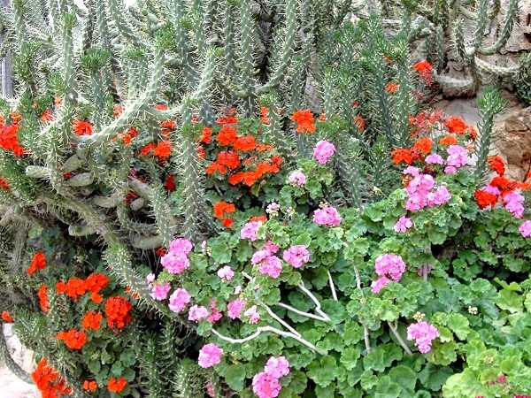 Insel Symi: seltene Bl�tenpracht