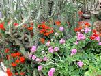 Insel Symi: seltene Bl�tenpracht